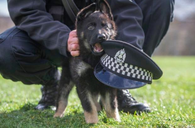 把男警察训练成警犬_警犬的训练员叫什么_警察训练警犬视频