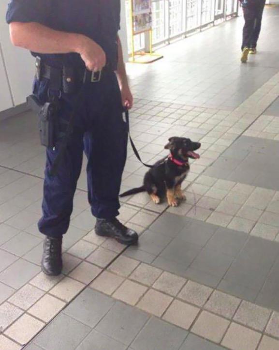 警犬的训练员叫什么_警察训练警犬视频_把男警察训练成警犬